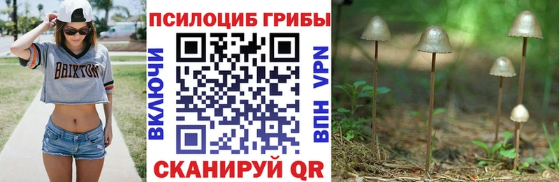 где купить наркоту  Ак-Довурак  Псилоцибиновые грибы мицелий 